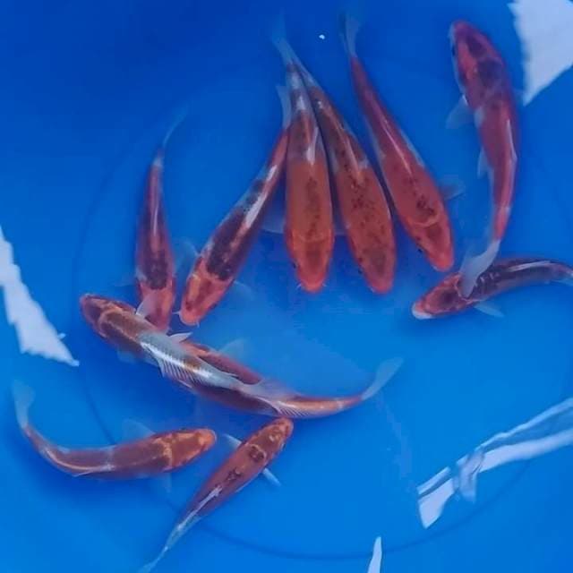 Ghosiki