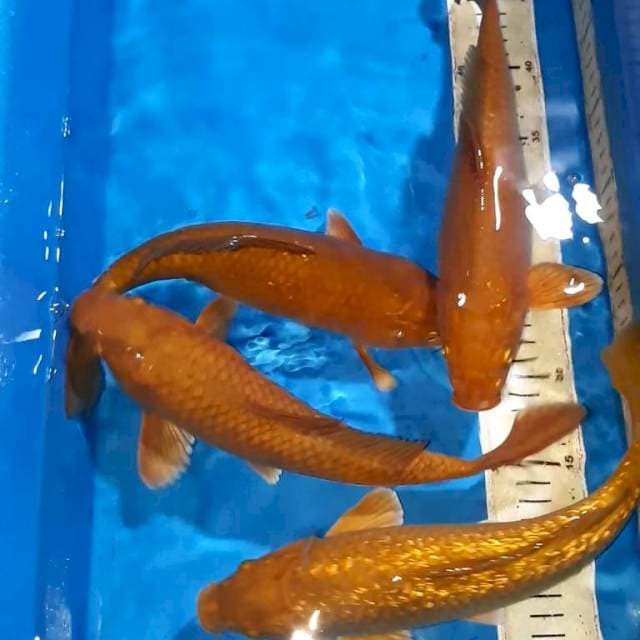 CHAGOI TEMBAGA QUALITY 30 CM 4 EKOR
