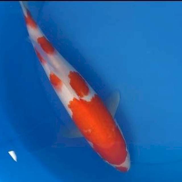Kohaku