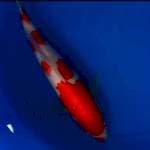 Kohaku