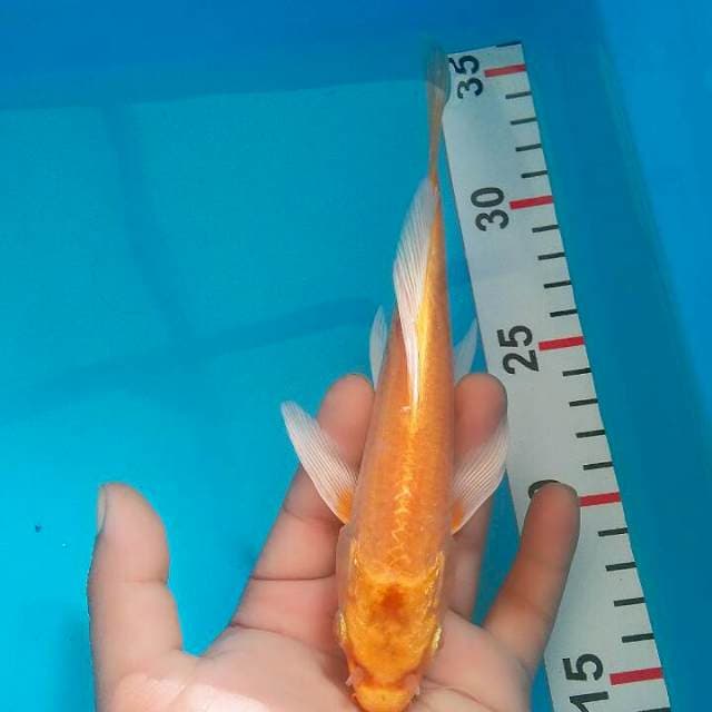Kumpay/yamabuki ogon