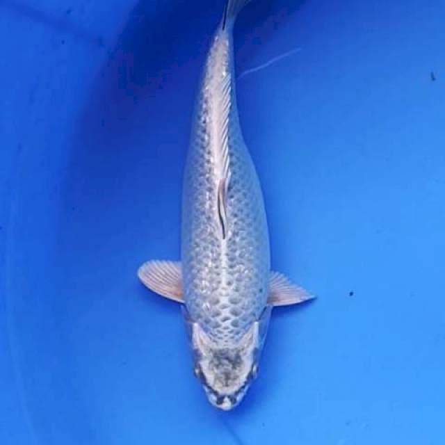 Gin matshuba Ginrin 25 cm