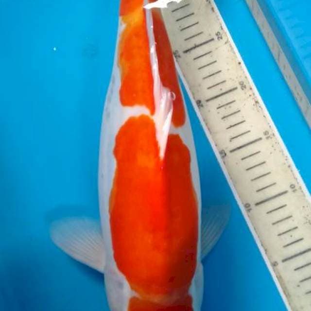 kohaku doitsu 44cm