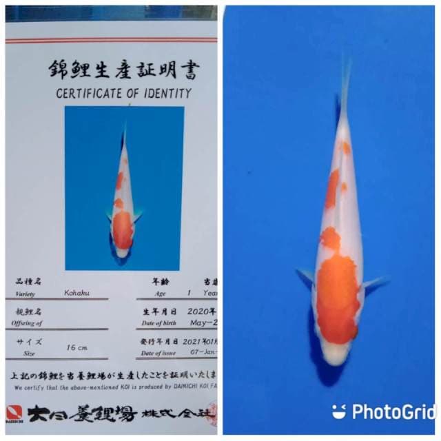 Kohaku dainichi farm tosai