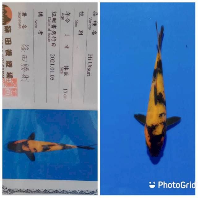 Hi utsuri shinoda tosai