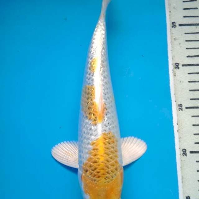 HARIWAKE GINRIN 29 Cm