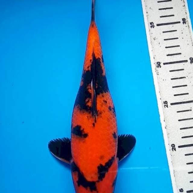 HI UTSURI 28 Cm
