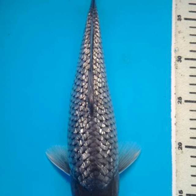 SORAGOI GINRIN 31 Cm