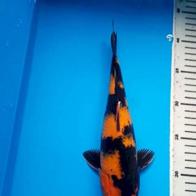 HI UTSURI 28 Cm
