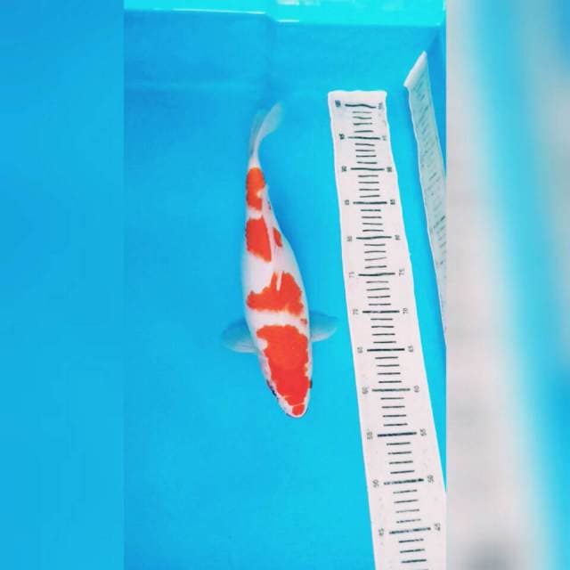 HQ.KOHAKU JUMBO