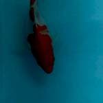 SHORT BODY/TAMASABA 19 CM 