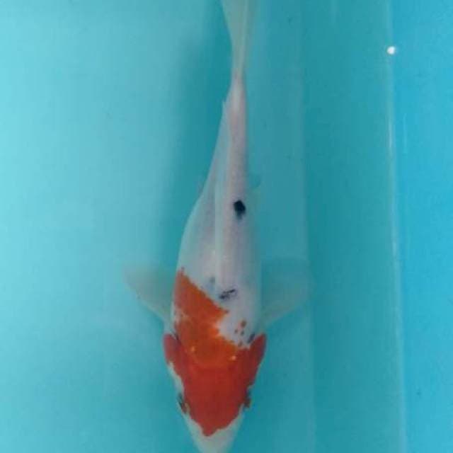 SHORT BODY/TAMASABA 17CM