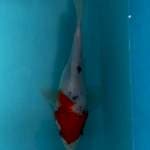 SHORT BODY/TAMASABA 17CM