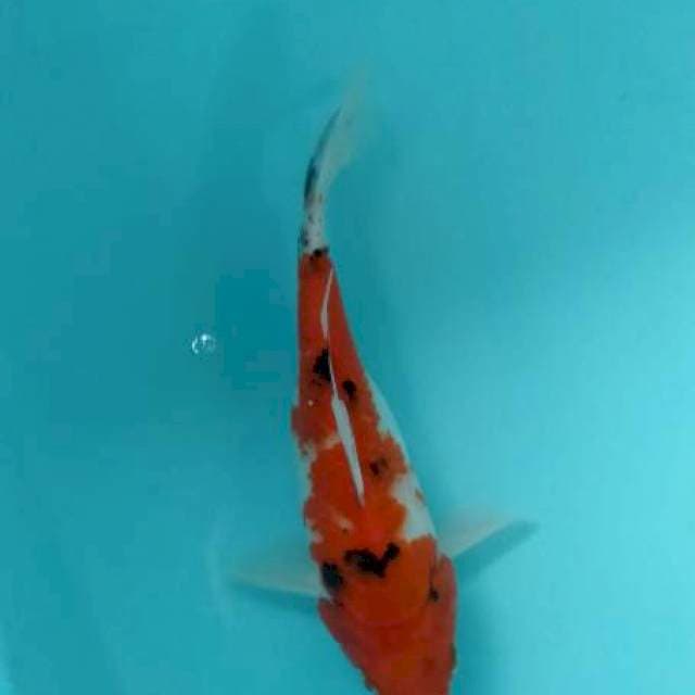SHORT BODY/TAMASABA 20CM
