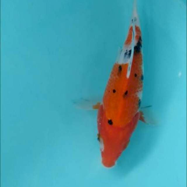 SHORT BODY/TAMASABA 19CM