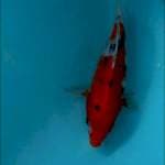 SHORT BODY/TAMASABA 19CM