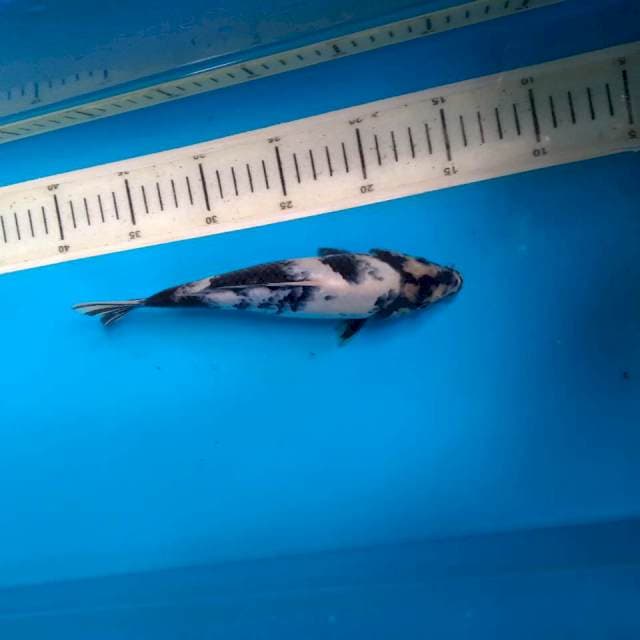 Shiro 22cm