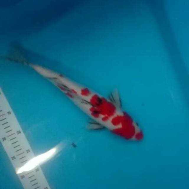 beni sanke 35 male