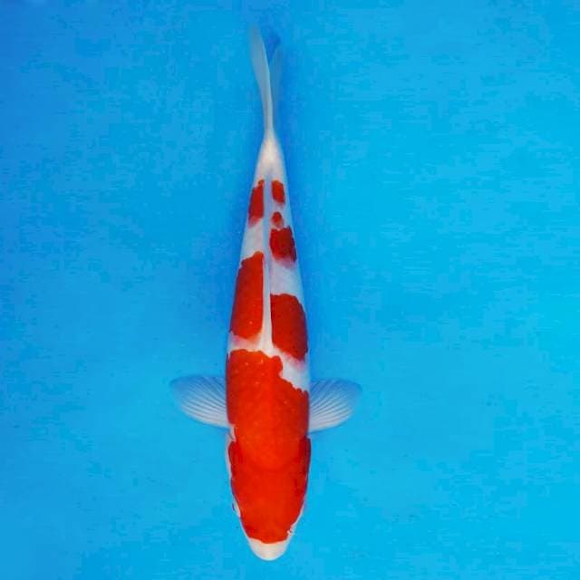 AKAI 10 - Kohaku ®