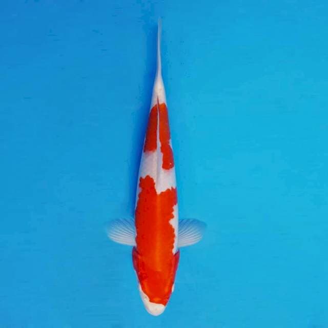 AKAI 12 - Kohaku Hikari ®