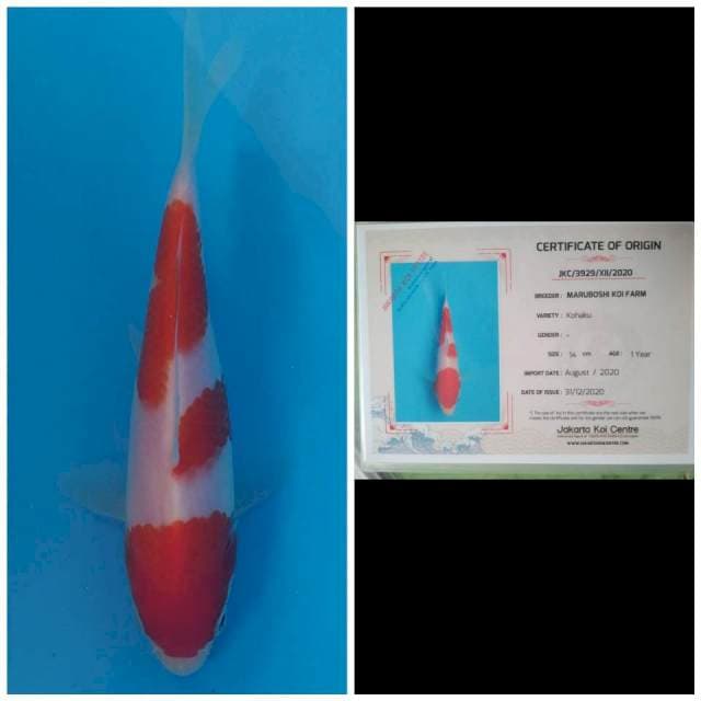 Maruboshi Kohaku