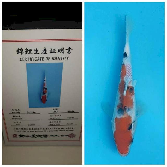 No.1 (sanke 15bu import)