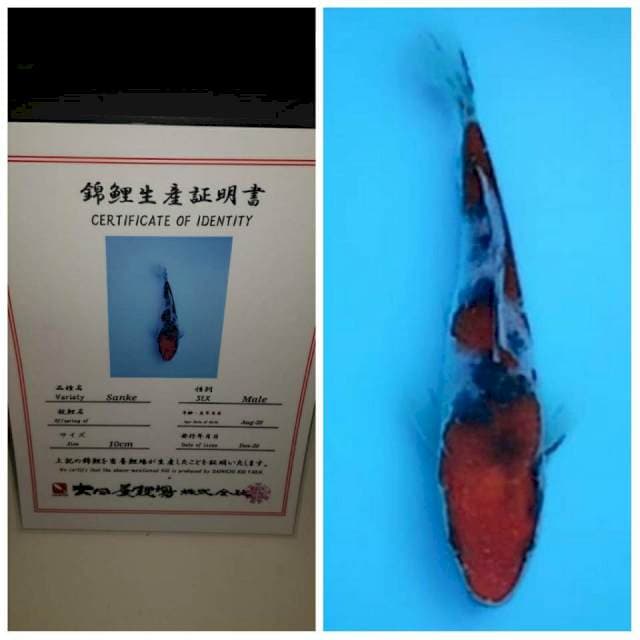 No.2 (sanke tate import 15cm)