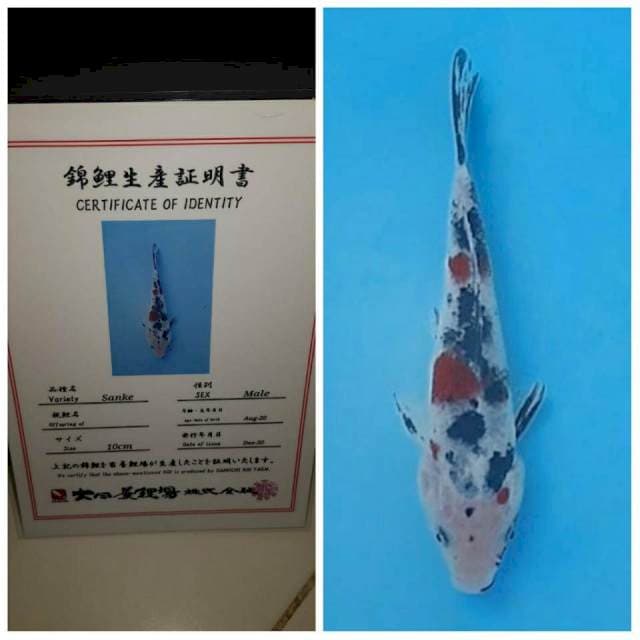 Kk RA (sanke cilik import 15bu)