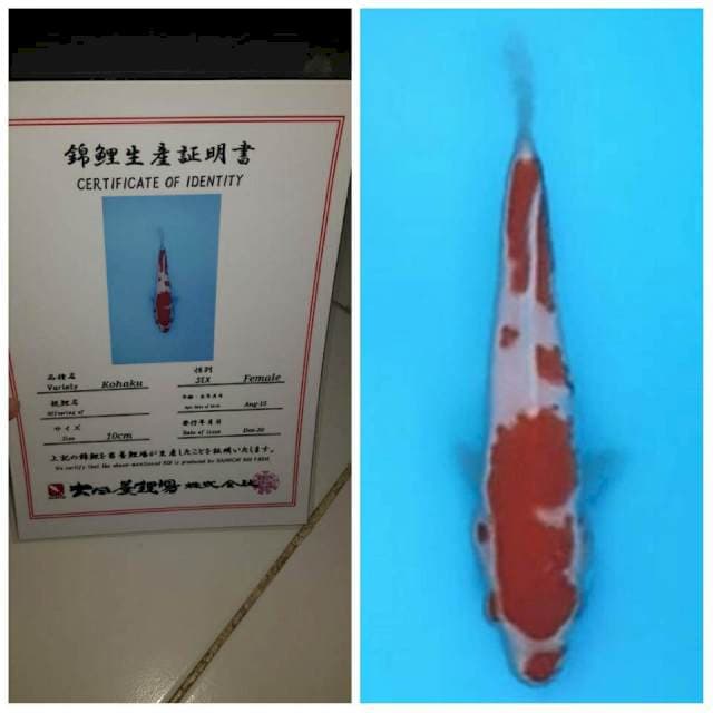 RA collection (kohaku super 15bu dainichi)