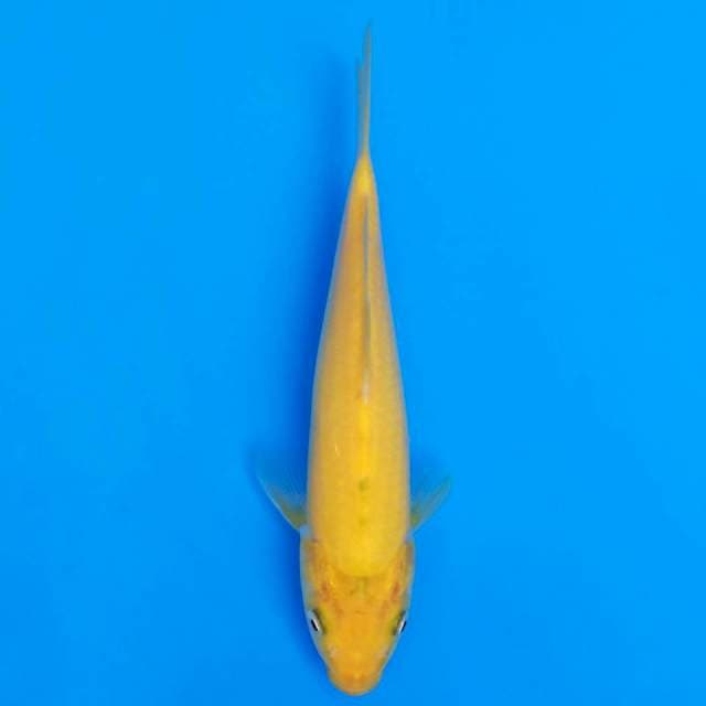 F1 marusei 20cm