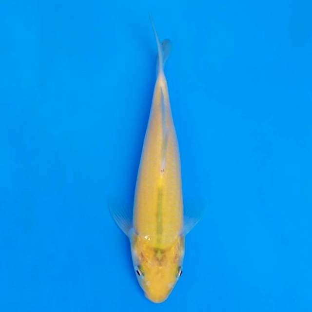 F1 marusei 18cm