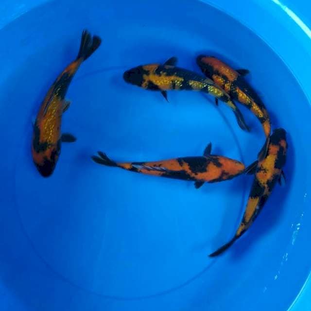 mix 23-24 cm