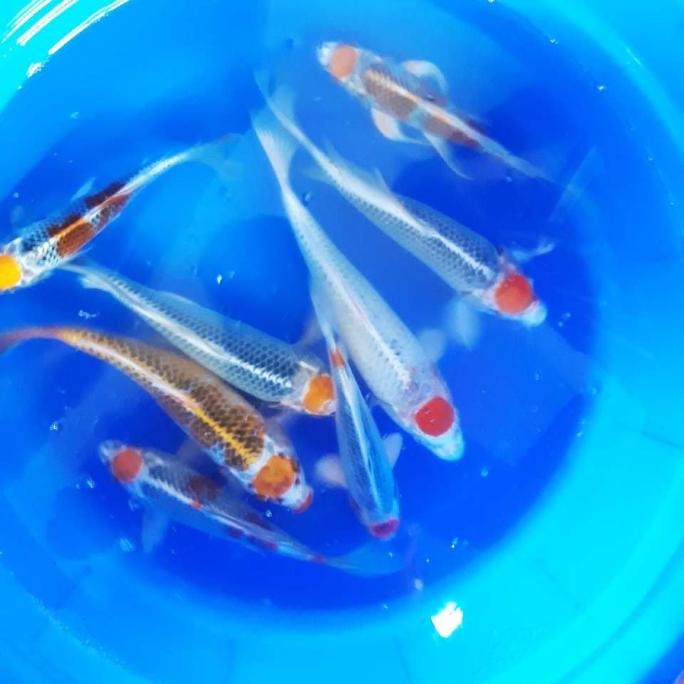MIX KUJAKU SPESIAL