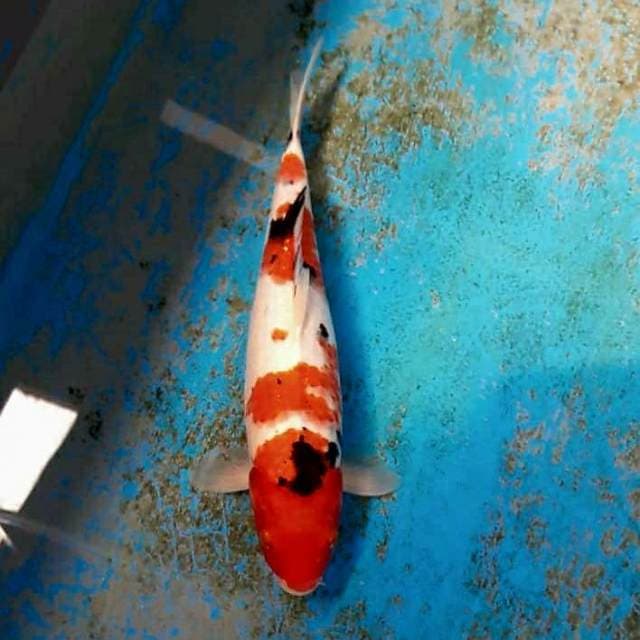 Jumbo 40cm body siip
