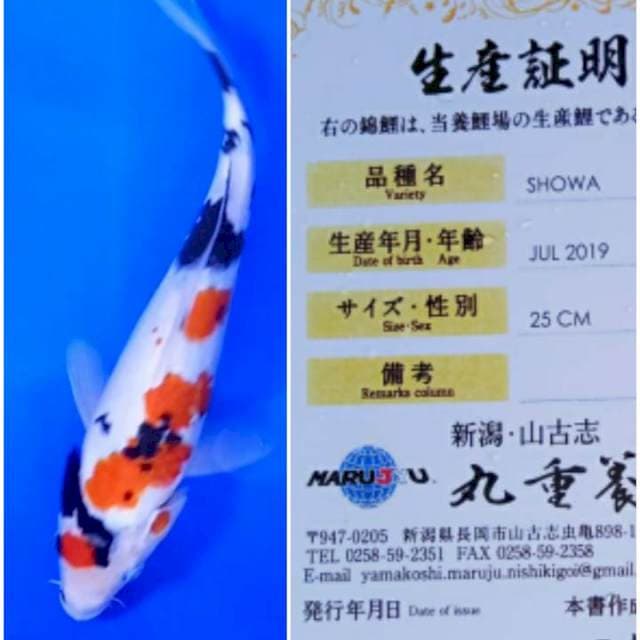 Showa Import Marujyu Farm 30bu