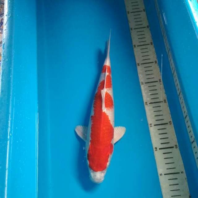 Sakura ogon 32cm