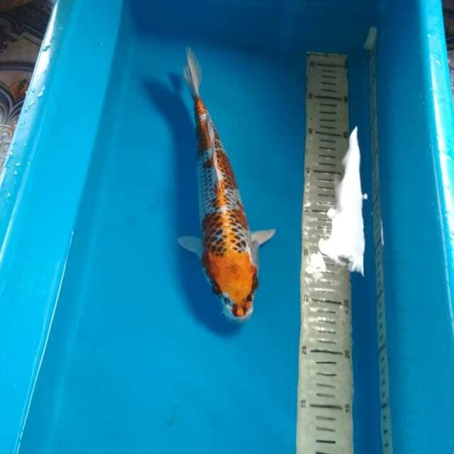 Kujaku 30cm