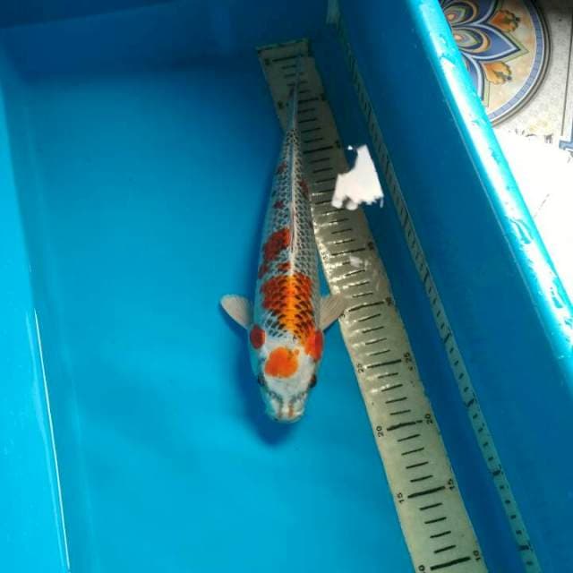 Kujaku 30cm
