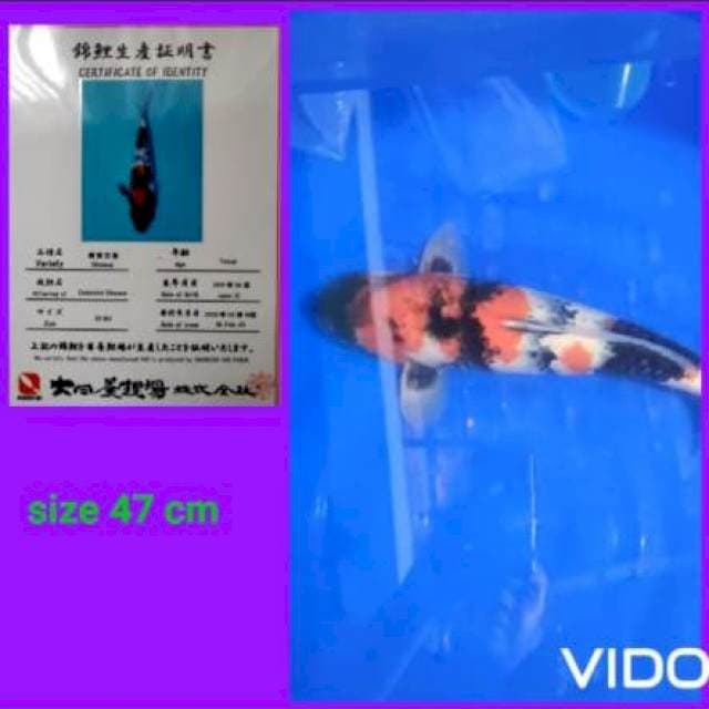 Showa farm dainichi size 50 cm BU