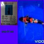 Showa farm dainichi size 50 cm BU