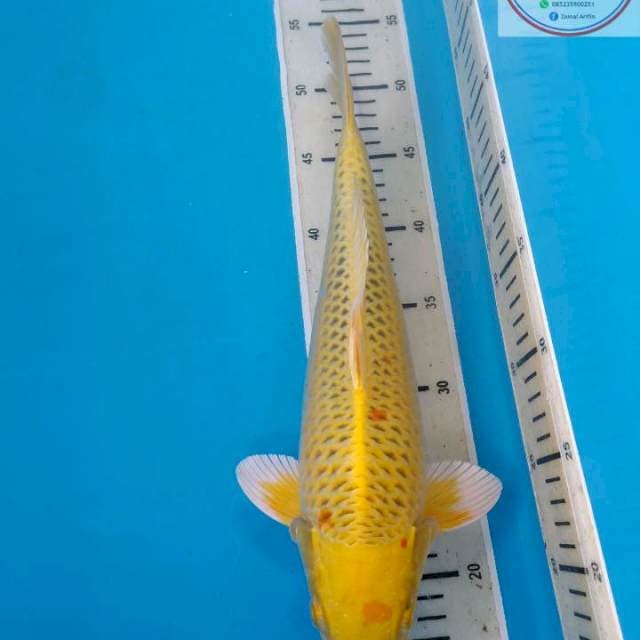 BOTAN F1 35cm