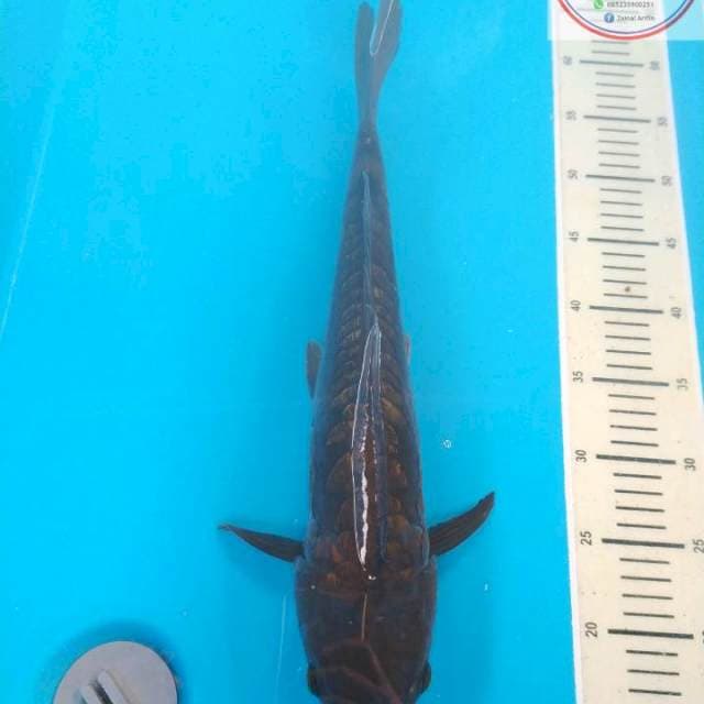 TEMBAGA ARAGOKE GINRIN 47cm