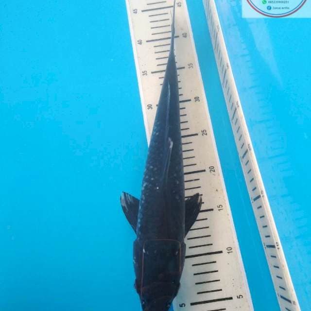 OCHIBA 43cm