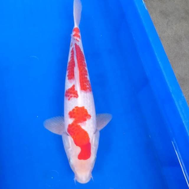Kohaku merah merona