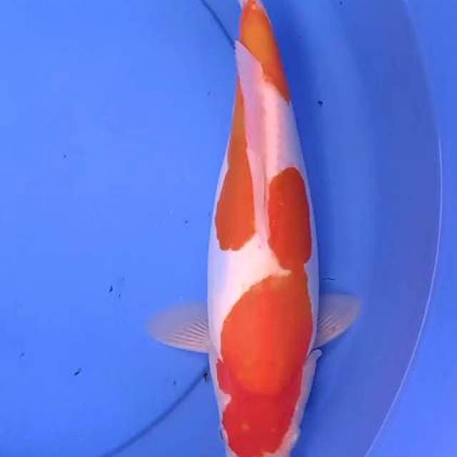 Doitsu 33 cm