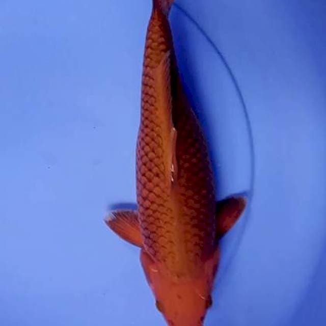 Cagoi 32 cm
