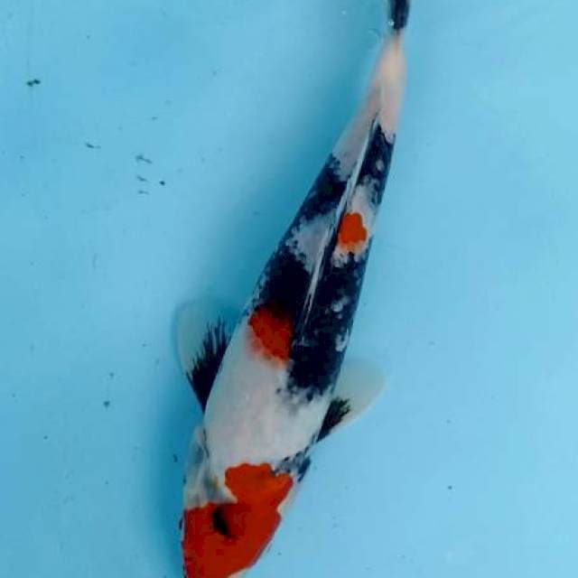 Tancho showa 28 cm