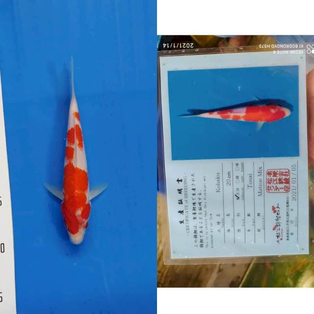 Kohaku matsue import serti