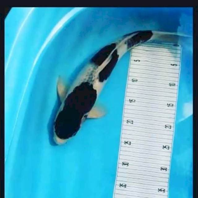 43 Male Goromo