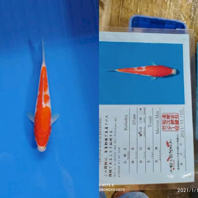 Kohaku matsue import serti